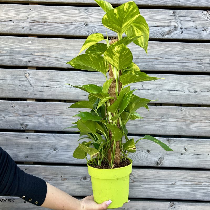 Epipremnum pinnatum (Potosovec), kont. C3L, výška: 40-50 cm  - VYVIAZANÝ NA KOKOSOVEJ TYČI